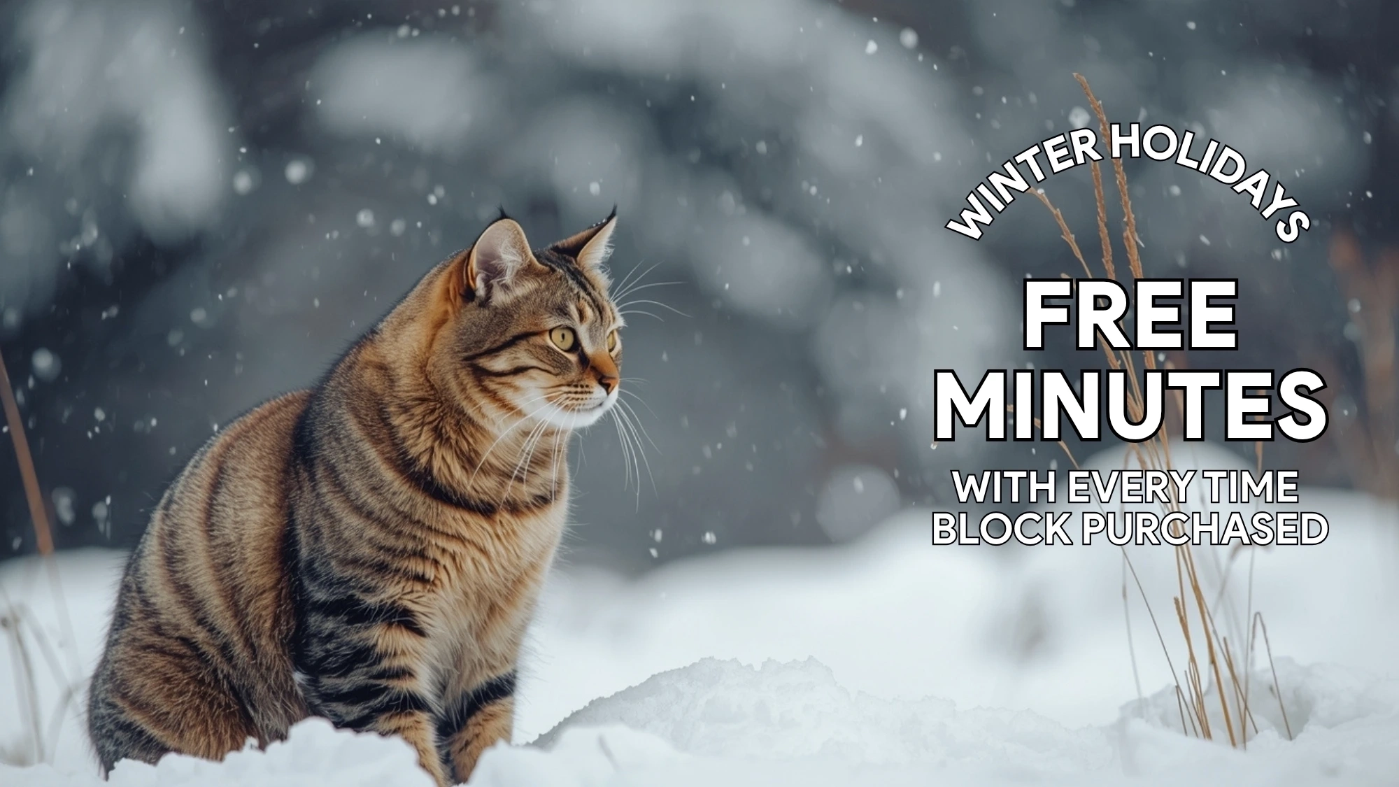 winter Specials